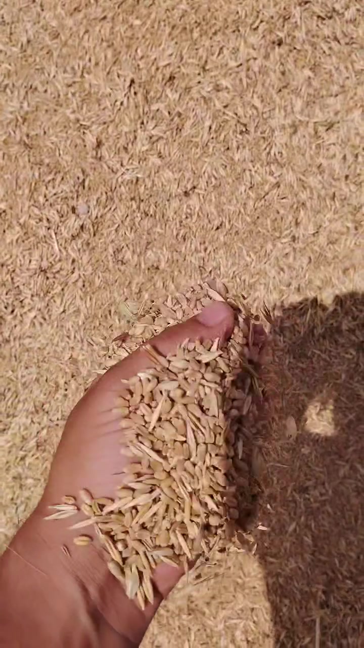 تەنی گەنمە لەفردەدایە بۆ مریشکەو حیوان باشە کیلۆی ٣٥٠ دینار ***********
