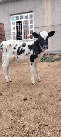 جوز حوليات • فرنسية فريزية • شرقاط قريه