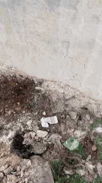 اخواني المقبلين ع بناء 
ضروري تهتم  لوقايه من حشرة الارضة 
حتى مستقبلا ميتعرض بيتك للاصابه ويسببلك ضرر مادي بالاخشاب
اتواصل مع مكتب الفلاحه وراح تأمن ع بيتك 
للتواصل
***********
احد اعمالنا في محافظة بغداد
لقضاء ع مصدر دخول مستعمرات  حشرة الارضه للبيت من لخارج وهذا اهم شي 
التشخيص الصحيح وطريقة العمل الناجحه والمبيد المضمون
تحياتي
م.اسعد الزهيري
