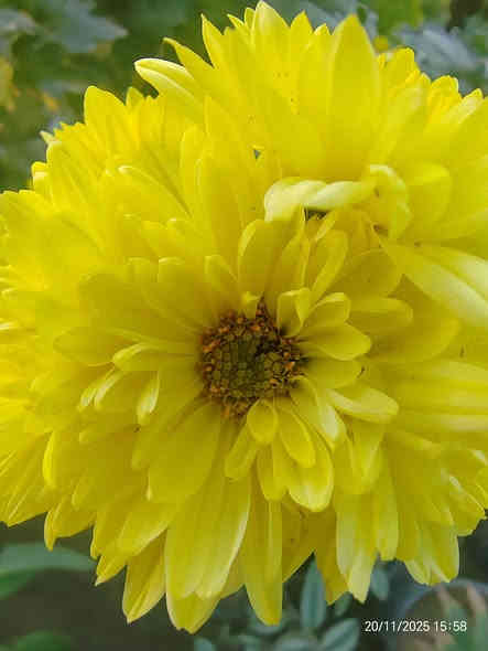 🌼 نبتة الداوودي متوفرة الآن! 🌼
✨ السعر: 3000 دينار فقط ✨

نبتة جميلة وتزهر لفترة طويلة، تضيف للبيت أو الحديقة لمسة ألوان مميزة 💛🌿
• مناسبة للشمس
• سهلة العناية
• شكل جميل ومظهر مرتب

📩 للطلب أو الاستفسار راسل الصفحة مباشرًا!

للتواصل (*********** /***********)

 موقع المشتل ( الحساوية مجاور ملعب الشعب)

وقت العمل العصر فقط من الساعة 3 الى اذان المغرب
بأدارة محمد عماد

#نباتات #داوودي #حديقة #ديكور #زهور #عروض
