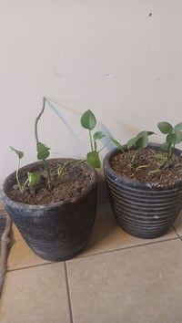 قطعتين • للبيع