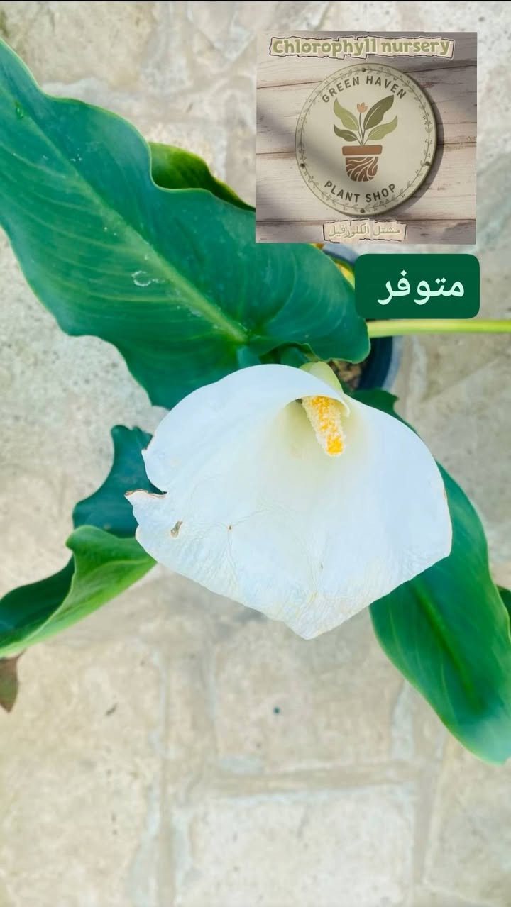 متوفر نباتات بأسعار مناسبه @إشارة


**إذا كنت صاحب هذا الإعلان وتريد حذفه لأي سبب، رجاءا أرسل رسالة إلى الدعم الفني**