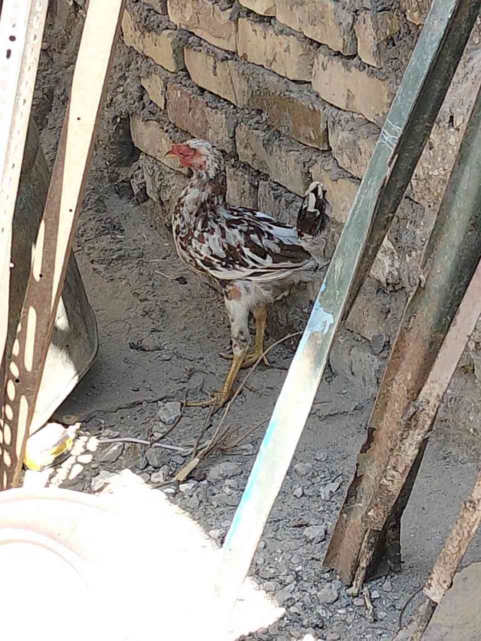 دجاجه عرب خشنه أول مبياض اله  5 كتاكيت عمر شهر ونص وديج عمره 4اشهر مكاني كربلاء حي النصر


**إذا كنت صاحب هذا الإعلان وتريد حذفه لأي سبب، رجاءا أرسل رسالة إلى الدعم الفني**