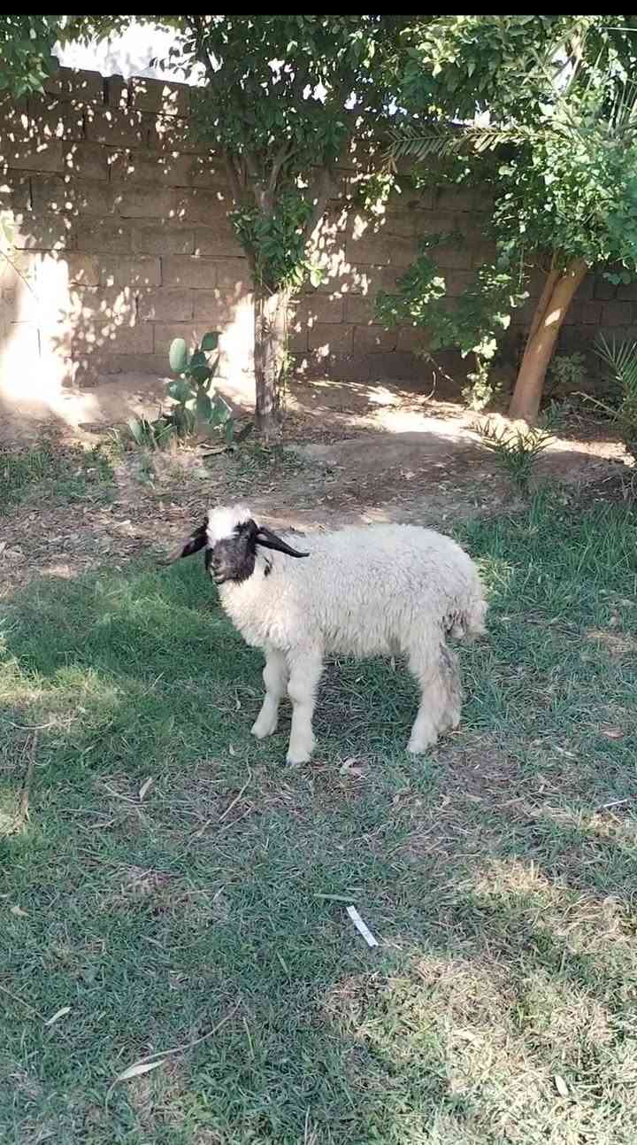 السلام عليكم بسم الله ما شاء الله
طلي فحل للبيع  شرط النصاحه مال ربط السعر185

العنوان بغداد التاجي

***********  واتساب

***********  واتساب
