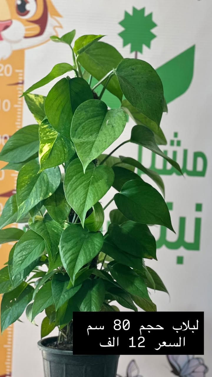 وصول وجبة جديدة – مشتل نبتة العضوي ✨🌱

يسرّنا إعلامكم بوصول وجبة مميزة من النباتات الداخلية والخارجية ذات الجودة العالية 🌿
تم اختيارها بعناية لتناسب المنازل، الحدائق، المكاتب والمشاريع التجارية.

🪴 النباتات الداخلية المتوفرة:
• نباتات زينة ورقية
• نباتات ظل فاخرة
• نباتات تنقية هواء ومكاتب

🌳 النباتات الخارجية:
• شتلات زينة وحدائق
• أشجار مثمرة وزينة
• شجيرات سياج وأرضيات خضراء

✅ جودة عالية
✅ نباتات صحية ومضمونة
✅ أسعار مناسبة ومنافسة

📍 العنوان: الرمادي – التأميم – شارع السيراميك
مقابل مجمع MPC السكني

🚚 تتوفر خدمة توصيل داخل الرمادي والمناطق القريبة

📞 للاستفسار والحجز: على الخاص او الاتصال على الرقم ***********

🌿 الكمية محدودة – سارعوا بالحجز �⁩
