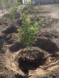 الي عنده شجرات يريد يشتغلهن يتصل 07813505848