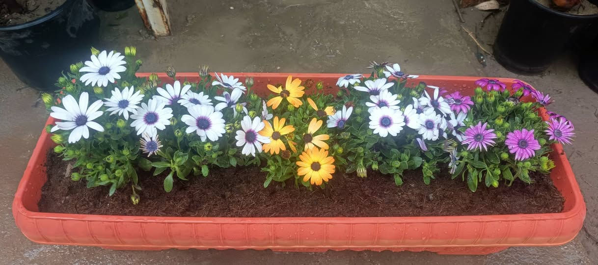 السلام عليكم
نبات الاستر جاهز مع سندانه سعر 13,000 الزوج 25 
خدمة توصيل داخل كوت  . 
العنوان مشتل كوت فلكت الحاوي قرب مجمع دمشق الطبي مقابل مدرسه التعليم الاساسي مشتل سماء كوت


**إذا كنت صاحب هذا الإعلان وتريد حذفه لأي سبب، رجاءا أرسل رسالة إلى الدعم الفني**