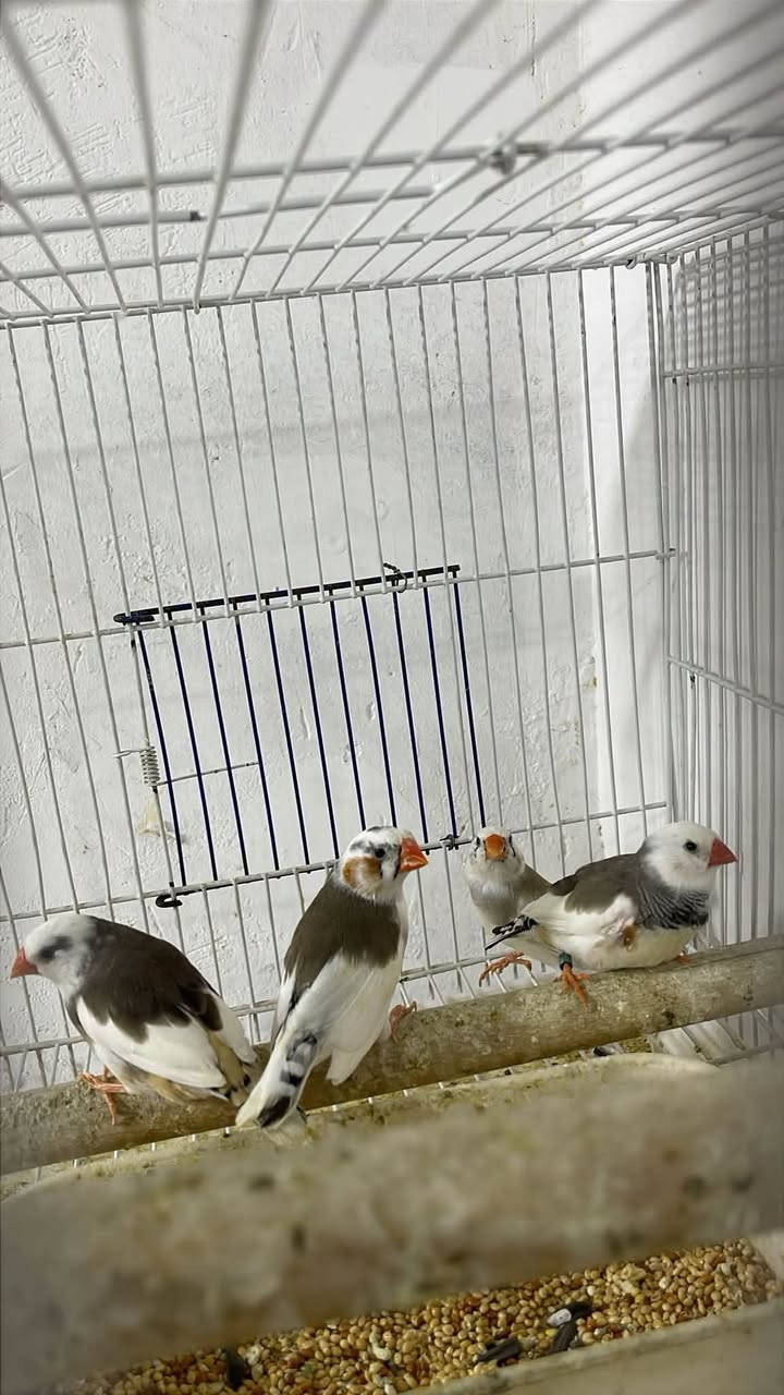 دوو جووت بەڵەک دایک و باوکە
تەیرەکان انتاجین حجمیان وەسەت💐

بەشەرت  انتاج تەیرەکان ساغ و تەندروستن

جوتیک حلقەی ٢٦ و ٢٥

شوێن سلێمانی 

بۆ سعر نامە بنێرە یان کومینت بکە

گەیاندن هەیە بۆ هەموو کوردستان………


**إذا كنت صاحب هذا الإعلان وتريد حذفه لأي سبب، رجاءا أرسل رسالة إلى الدعم الفني**