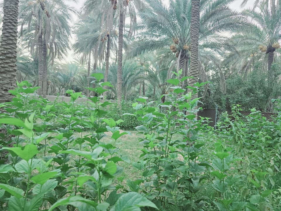 يالله أللهم صل على محمد وآل محمد) 

ليوم جبنالكم عرض جميل جدا بستان مخدومة بالكامل راحة

 نفسية  تريد ترفيهي تريد سكن للبيع دونم اله ربع المساحة بالامتار 

 1875  متر   نوع السند طابو زراعي

 سند 25 تحويل سهم مباشر بأسم المشتري  ينزل أسمك بالسند سهم تتوفر كافة

 الخدمات ماء سقي سيح ماء اساله كهرباء مولد جميع

 الخدمات متوفرة منطقة هادئة جدا 

 العنوان كربلاء الحسينية قرب جسر 🌉 الإبراهيمية

 الها مدخلين مدخل الأول من شارع الحسينية ومدخل الثاني

 من شارع الابراهيمية تبعد عن شارع الحسينية 1200 متر

 وتبعد عن شارع الابراهيمية كيلو ونص او اقل وعن جسر

 🌉 الإبراهيمية 2 كيلو وعن مركز المدينة 12 كيلو 

#السعر   175  مليون مع المجال للجاد بالشراء للاستفسار

 اكثر اتصلوا بالأرقام التالية 

(  ‏‪***********‬‏  ) (  ***********   )

ابو فاطمة عنوان المكتب شارع الحسينية قرب جسر 🌉 الإبراهيمية مقابل شارع عون مكتب النافعي للعقارات كربلاء  النافعي للعقار    #اشاره #الاصدقاء #متابعين #اكسبلور #الجميع👈 @إشارة
