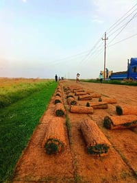 ثيل ديالى • طبيعي • توصيل مجاني