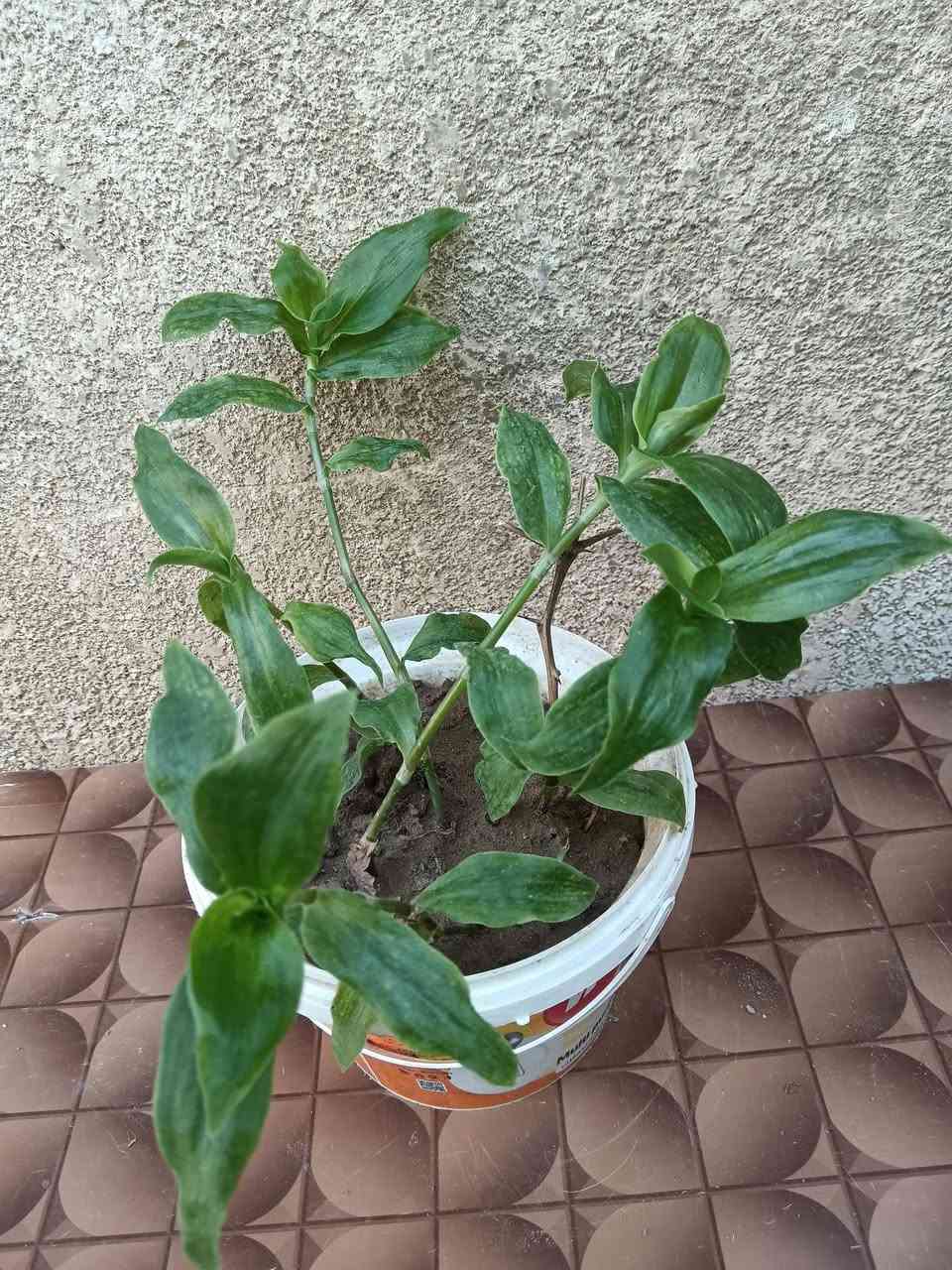 نباتات للبيع كلهم شلع


**إذا كنت صاحب هذا الإعلان وتريد حذفه لأي سبب، رجاءا أرسل رسالة إلى الدعم الفني**