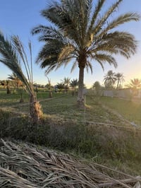 بستان للبيع • كربلاء الحسينية • ٤ دونم