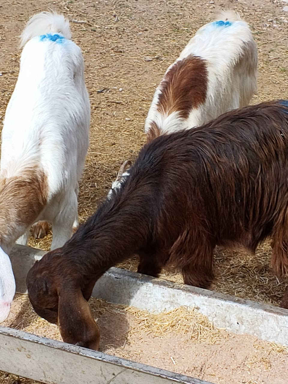 يوجد جدعات مال جنيه شرط نصاحه بيجي الحي العصري رقم المبايل ***********
