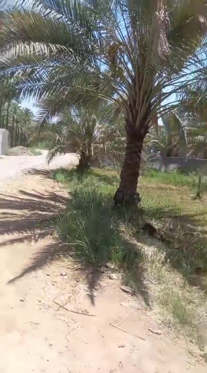السلام عليكم المساحه دونمين سند 25 يم جسر الصويره قريب على الشارع يم الميلاج يبعد عن بغداد نصف ساعه سعر الدونم 121 متوفر فيه نخل برحي وبريم وحمضيات تحويل ثاني يوم بسمك للاستفسار ‏‪***********‬‏
