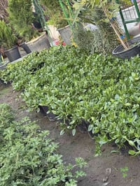 النباتات • الحمضيات • هبهب حي العطار