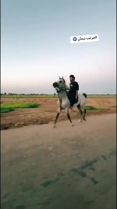 سلام عليكم خيالتنه حصان لبيع نيمان حض وبخت مال طراد اوخياله عمره ٦ رتفاعه ١٥٤ لبيع مراوس فرس حسب الاتفاق مكان ميسان تصال ***********
