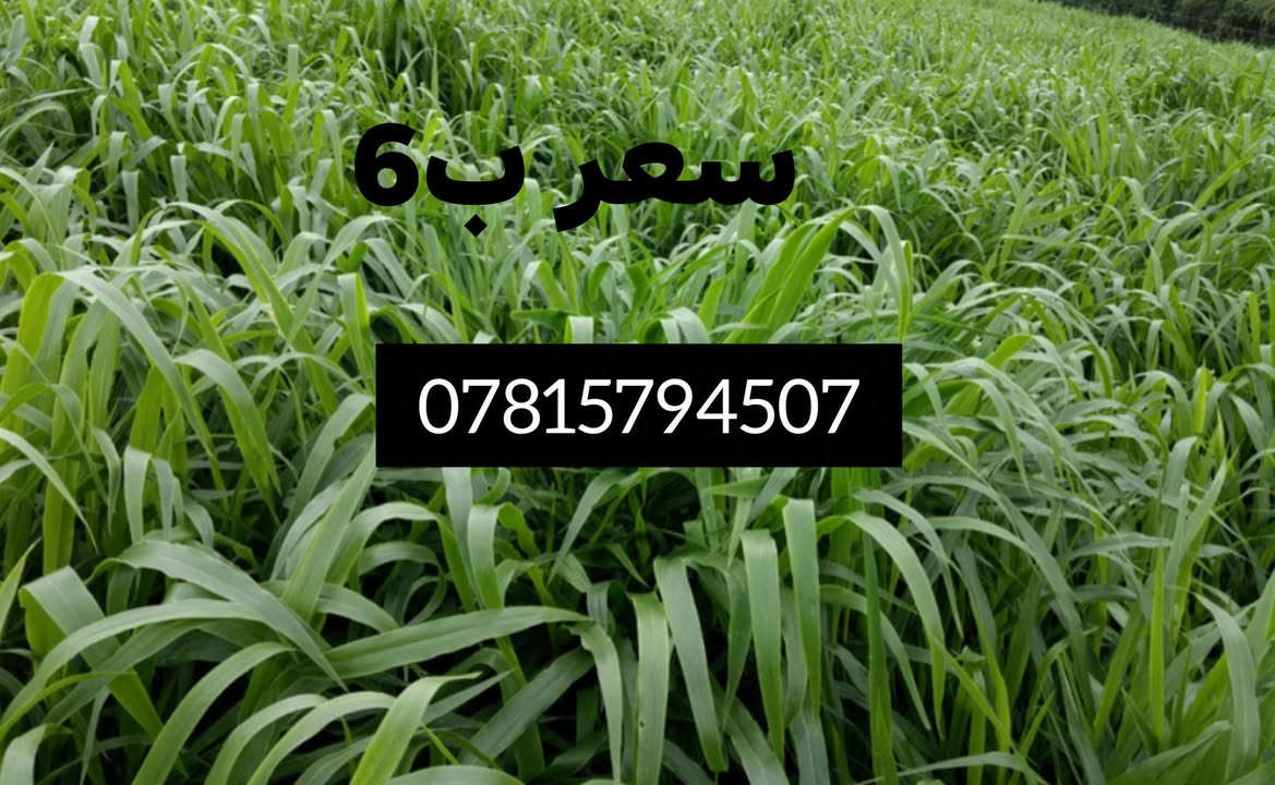 للبيع البونيكام البرازيلي الاصلي أقوى وأفضل علف  للإنتاج الحيوانى 🐄🐂🐏💪
سعر الكيلو(6 الف)سعره جدا  جدا مناسب 
1 نبات دائم الخضار يبقى في الارض مده 5  سنوات
2 سرعة نموه وغزارة إنتاجه.
3 نعومة الساق وكثافة الأوراق لأخر عود.
4 يصل ارتفاعه من متر ونص الى مترين ونص 
 5 يصلُح فى جميع الأراضى الزراعية.
6 يتحمل الملوحة العالية ويتحمل مياه الاابار والاراضي المالحه
7 نسبة البروتين تصل إلى 25٪
8  يزيد من معدلات الإنتاج الحيواني للحوم والالبان

9 يحتوى على العديد من الفيتامينات والمعادن والسكريات.
10 يُساعد على رفع المناعة عند الحيوان مما يُقلل من إستخدام الأدوية البيطرية.
11  لا يُسبب الإنتفاخ أو الإسهال للحيوانات كما تفعل الأعلاف الأُخرى، كما إن مذاقه سُكّرى ومُفضل لدى الحيوانات.
12  يتعامل بجميع نُظُم الري 
13  يتميز بمناعته القوية للأفات الضارة ومُقاوم للفطريات والحشائِش وأعفان الجذور.
14  لا يتطلب مُبيدات حشرية وموفِر فالتسميد.
15  إنتاج جيد جدا وكل 20 يوم تحشه 
 مواعيد زِراعته من شهر 3 إلى شهر11
                        _____________________

للحجز والإستفسار :
*********** 
 ‏‪***********‬‏
مع واتساب
