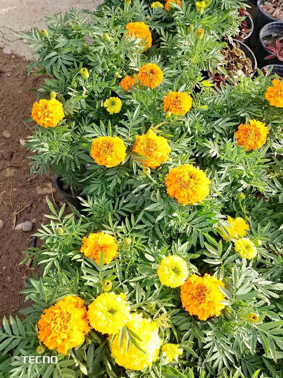 🌿💥 عروض الموسم 💥🌿

🌸 خد العروس القطعة بـ 1,000
🌿 الدودونيا القطعة بـ 1,000
🌴نخل واشنطني قطعة بـ 1000
🌲 العفص التركي القطعة بـ 2,000
🌼 الأتيكوما الصفراء القطعة بـ 3,000
🌹 ورد الجمال القطعة بـ 3,000
🌸 الرازقي العطري القطعة بـ 3000

🌺🌿🌸 الجعفري + ناز ناز + مينا زاحف + بيتونيا
📦 7 قطع كاملة بـ 5,000 دينار فقط 

❤️ دم العاشق الكويتي القطعة بـ 2,000 (زهرة العشاق)
🌾 الياس العراقي القطعة بـ 2,000 (عطر فواح)

🍇 العنب الأسود الفرنسي القطعة بـ 4,000 (ثمر)
🍎 الرمان العراقي درجة أولى القطعة بـ 4,000 (ثمر)

---

🔖 عروض القطعة بـ 2,500 دينار:

المنتج التفاصيل
👰 تراجي العروس القطعة بـ 2,500
☕ عطر چاي القطعة بـ 2,500
🌵 شوك المسيح (أبيض وأحمر) القطعة بـ 2,500
🌿 روزمار القطعة بـ 2,500
🌺 كاريزيا القطعة بـ 2,500
💧 دمع الطفل القطعة بـ 2,500
🔥 بخور القطعة بـ 2,500

---

🔖 عروض القطعة بـ 5,000 دينار:

المنتج التفاصيل
🌺 الدفلة (أبيض، وردي، بصلي) القطعة بـ 5,000
🍊 البرتقال القطعة بـ 5,000
🍎 التفاح العراقي القطعة بـ 5,000
 

---

👑 المتميز الفاخر:

المنتج السعر
🍋 نارنج (طول 2.5 متر وكثيف) القطعة بـ 7,000

🌳 البيزيا القطعة بـ 5,000 (مخفضة)

---

📍 الموقع: (خانقين/تقاطع سبعه نيسان داخل)
📞 للطلب والاستفسار :(***********) 
💬 راسلنا على الخاص للحجز فوراً
