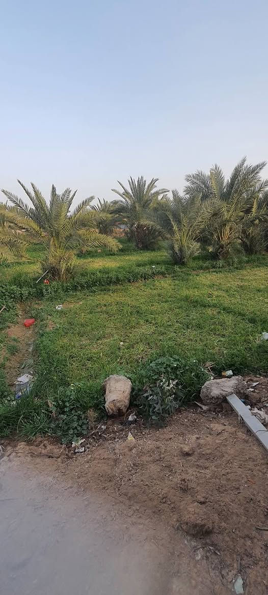 سلام عليكم بستان بلمزبانيه قرب المدرسه النزال ٤٠والعرض ٢٥طابو زراعي سند خمسه وعشرين هاذه رقم رعيه ***********
