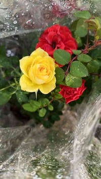 الناصرية قلعة سكر • الحي العسكري • ديكور حديقة