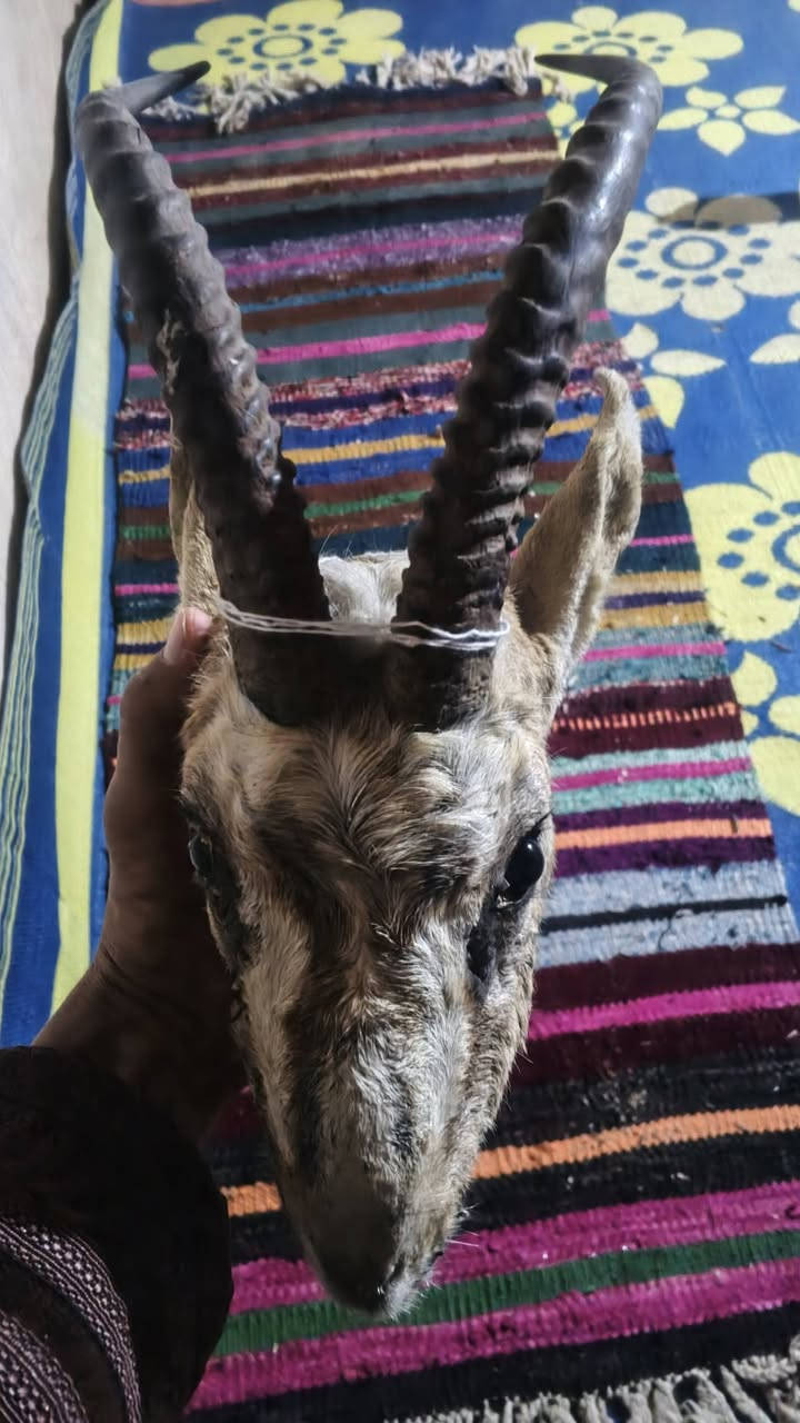 راس غزال محنط البيع تواصل خاص


**إذا كنت صاحب هذا الإعلان وتريد حذفه لأي سبب، رجاءا أرسل رسالة إلى الدعم الفني**