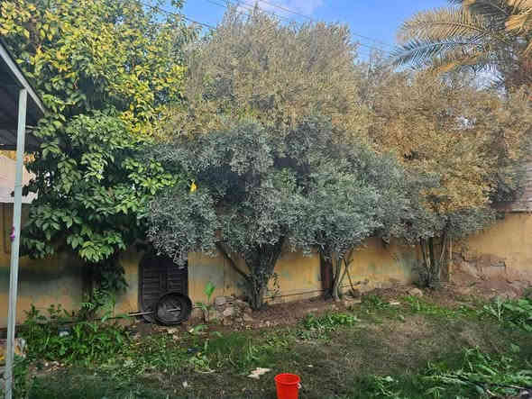 السلام عليكم يوجد بيت للبيع مساحة 300 متر طابو سكني في قرية عواد شارع دكتور جاسم رقم الهاتف للاتصال ***********  ابو حسين
