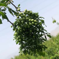 مربى • جرة أمريكية • رانية السليمانية