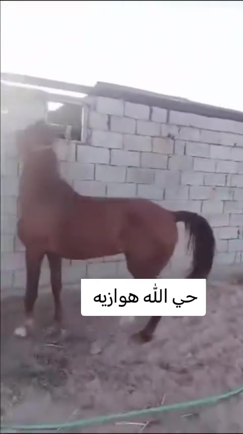 سلام عليكم
فرس لبيع مكان بابل عمرها ٥رتفاع ١٥١ بيها صابه بيدها مبينه بتصوير يدها بيها شمره من تمشي
السعر مليون وبيها مجال ذا شراي تدالل
ذا ماتشتري لا تجي خاص
ترهم مراوس رأس برأس فقط


**إذا كنت صاحب هذا الإعلان وتريد حذفه لأي سبب، رجاءا أرسل رسالة إلى الدعم الفني**