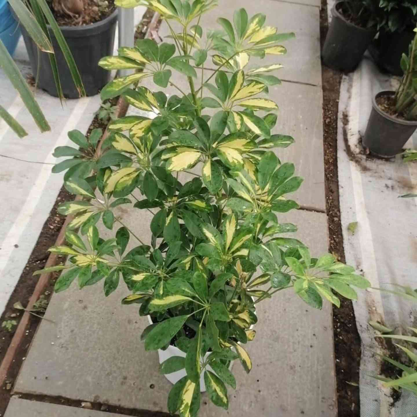 اراليا هولندي كثيفة قياس متر ب١٥


**إذا كنت صاحب هذا الإعلان وتريد حذفه لأي سبب، رجاءا أرسل رسالة إلى الدعم الفني**