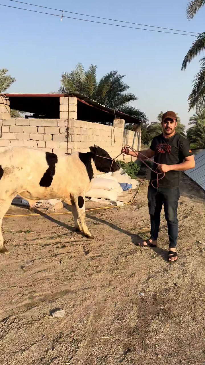 🕌 اللهم صلِّ على محمد وآل محمد

🔪 ذباحة باچر – الاربعاء 18/ 3/ 2026 في قصّابية نور الرسول
 (ص)

🐂 لحم عجل عراقي خالص

🧤 نلتزم بالتعليمات الصحية وأدق معايير النظافة في كل خطوة

🚚 يتوفر توصيل لجميع مناطق عفك 

📍 سوق عفك الكبير – مجاور مقهى سيد عكموش

📞 *********** – كرار حيدر
