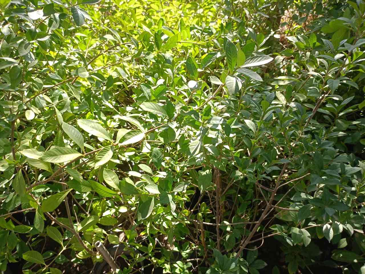 مشتل كرار الزراعي الأسعار جمله فقط
كاردنيا عراقيه امطعمه حجم سندان 26 عود جبر امكوشه
سعر 8000
العدد موجود 75شتله
تحياتي الكم احبتي متابعين 
العنوان بغداد الكريعات يم وقف سني 
واتساب ***********
