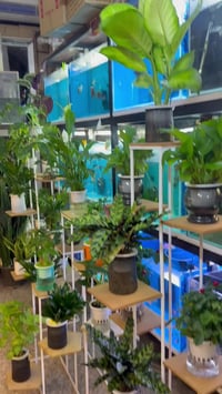 نباتات مائية • المسيب • فيديو