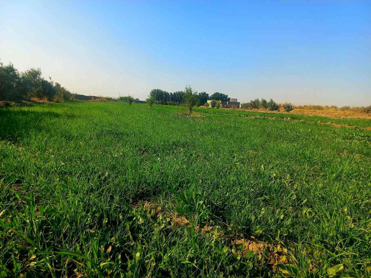 سلام عليكم ورحمة الله وبركاته
أرض زراعية للبيع 
9دونم فيه نخل ورمان مثل ماواضح بصوره 
بيت 4غرف براني 15متر 
كهرباء ماء اساله 
ماء سقي متوفر 
العنوان الديوانية طريق سومر عفك تبعد عن الشارع العام 400 متر طريق رسمي كتف بزل رئسي 

 وأيضاً اقل من كيلو متر تقريباً متوفرة اسواق 
ومستوصف صحي صيدلايات 
ومدارس بتدائية متوسطه واعدادية
***********
