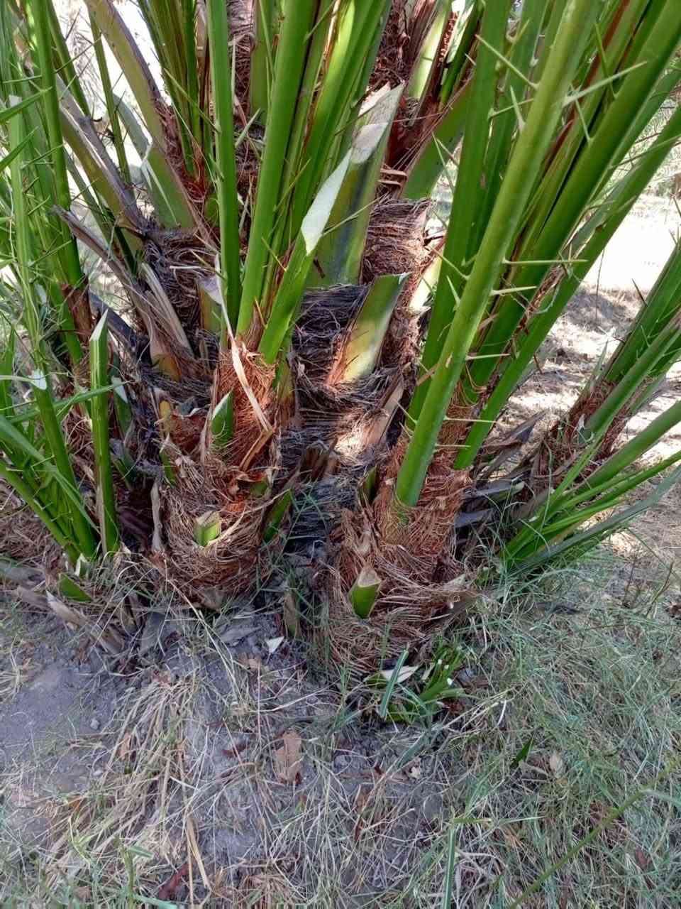 الأنواع المتوفرة:
✅ برحي 🌱 خستاوي 🌱 بريم 🌱 عمران 🌱 تبرزل 🌱 مكتوم 🌱 جمالي 🌱 اشرصي 🌱 بربن 🌱 حمراوي 🌱 شكر 🌱 شوثي أصفر.  ***********
