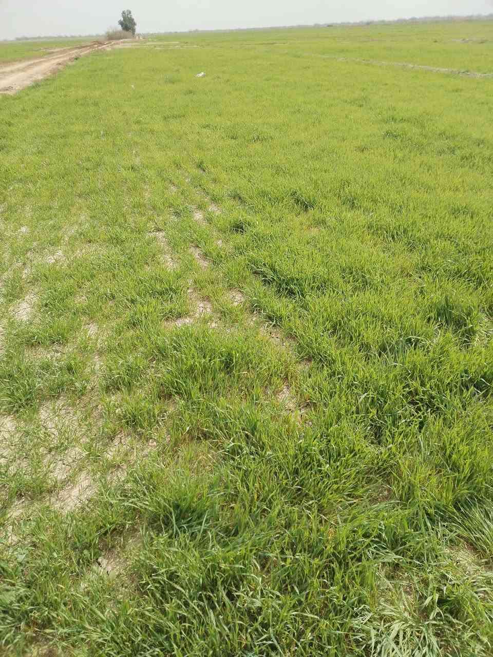 جاير للبيع المساحه 33 دونم المكان اضحيه نهر الرحمه اتصال عل ***********
