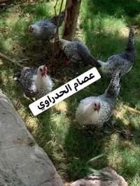 فيومي فضي • طبقة • النجف/الكوفة