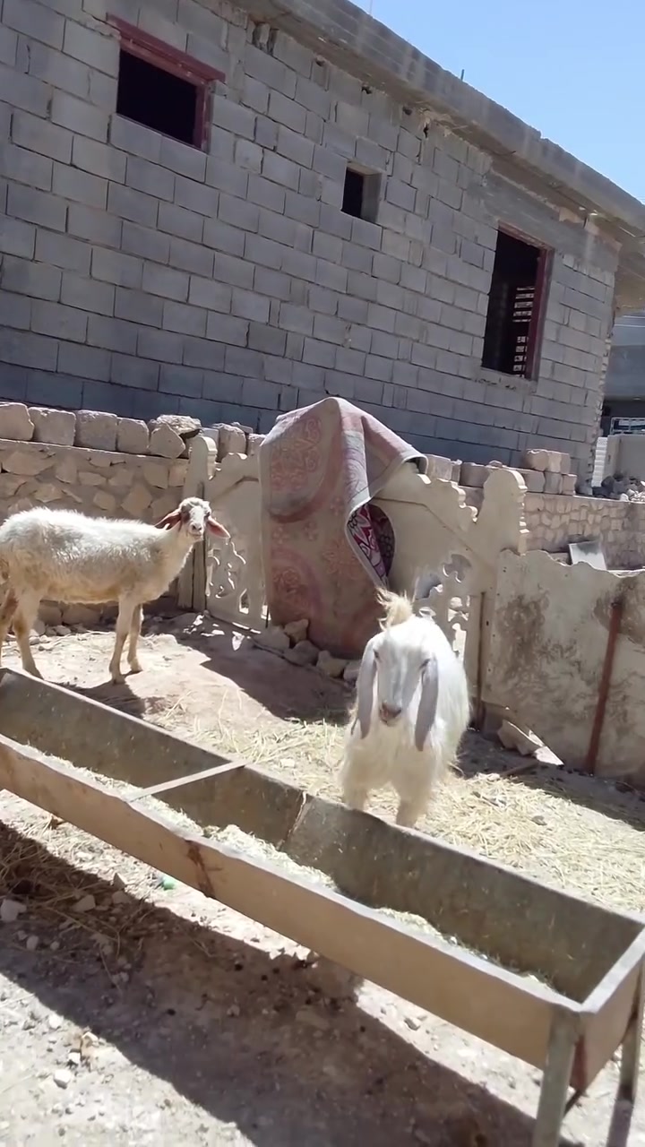 بسم الله الرحمن الرحيم 

اخوان اسمع الفديو للاخير واتصل

حلال  للبيع العدد عنز و نعجه  سن وشطر ونصاح العنز  اول بطن ونعجه ام ثالث صور سنونهن موجوده  

كلهن معشرات ... ماخذات فحل 

 مكانه حديثه يوجد توصيل داخل محافضه الانبار 

رقمي وبي واتساب ***********

بخصوص السعر.... العنز ب 225

والنعجه ب 215

 اتصل ودلل
