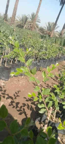 نبك تفاحي السعر 2500الحجز على الخاص رقم الهاتف ***********
