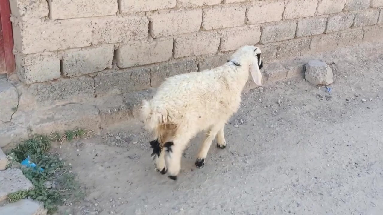 يوجد فطيمه البيع شرط النصاحة المكان بيجي حي العصري رقم الهاتف***********
***********
