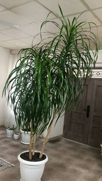 باب جميل • للبيع • السليمانية