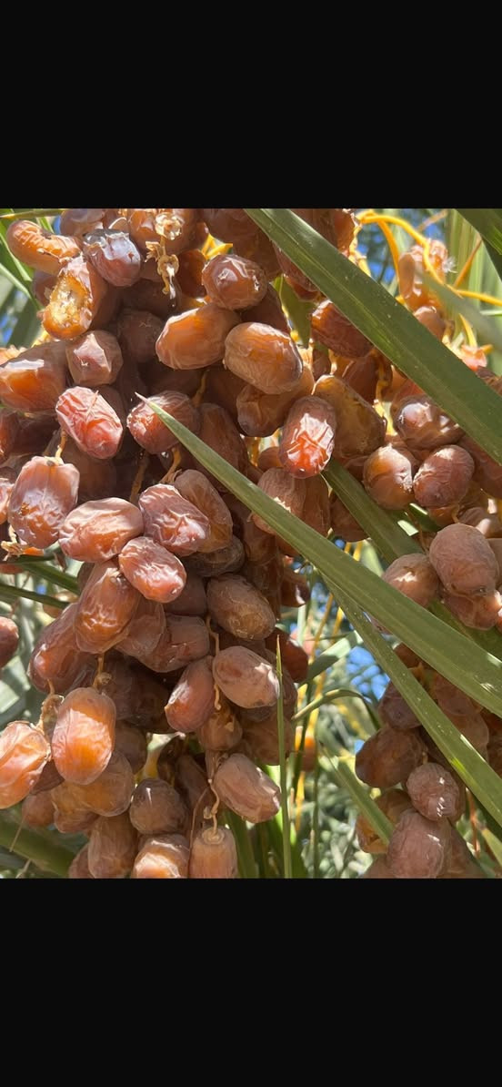 السلام عليكم 
يوجد لديناء فسائل نخيل من (بريم و عمراني  )
 الفسائل ع الشرط الي يريد الشلع بحضوره تمام احبتي 
المنشور للناس الراغبه بالشراء اخواني 
للتواصل *********** ظاهر 
المكان قضاء العلم
