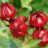 وصلت وجبة جديدة من بذور الكركديه (الكجرات)  وهو غني عن التعريف له فوائ...