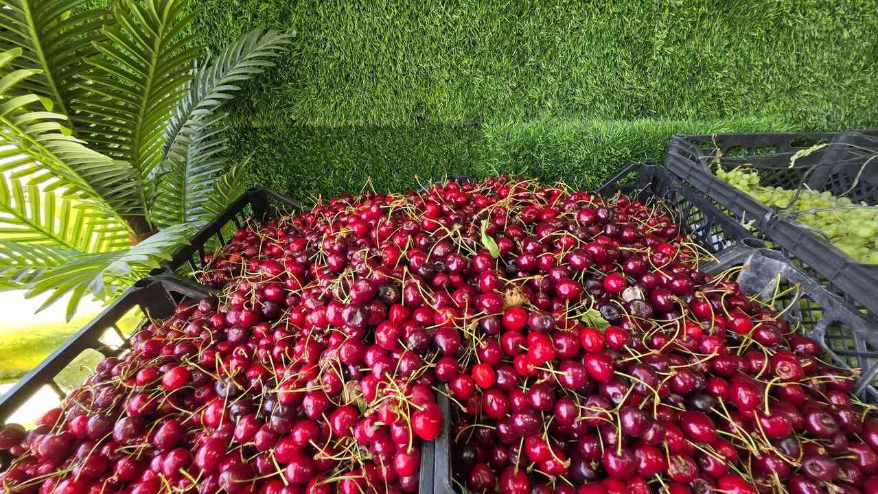 السلام عليكم زبائنا الكرام توفر معاش رقم واحد فريش والاسعار كلش مناسبه
طماطه 500
خيار 500 
اسود 500 
قرع 500 
بطاطا 625 
بصل 625 
لهانه 750
باميه 2000
فاصوليا 2000
لوبيا 2000
فلفل أصابع 1500
ترعوز 1000
فلفل 1000 
فواكه مشكل 1,500
خوخ
الو اصفر
الو احمر
خوخ طراقي
خوخ صوفي
خوخ تيني
عنب
موز
كرز


**إذا كنت صاحب هذا الإعلان وتريد حذفه لأي سبب، رجاءا أرسل رسالة إلى الدعم الفني**