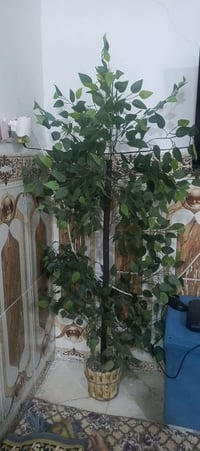 للبيع طوله 150سم سعر 20 الشراي يتصل 07775544225