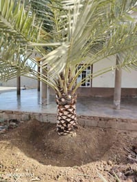 قرية شميط • تكريب النخيل • تنضيف السنون