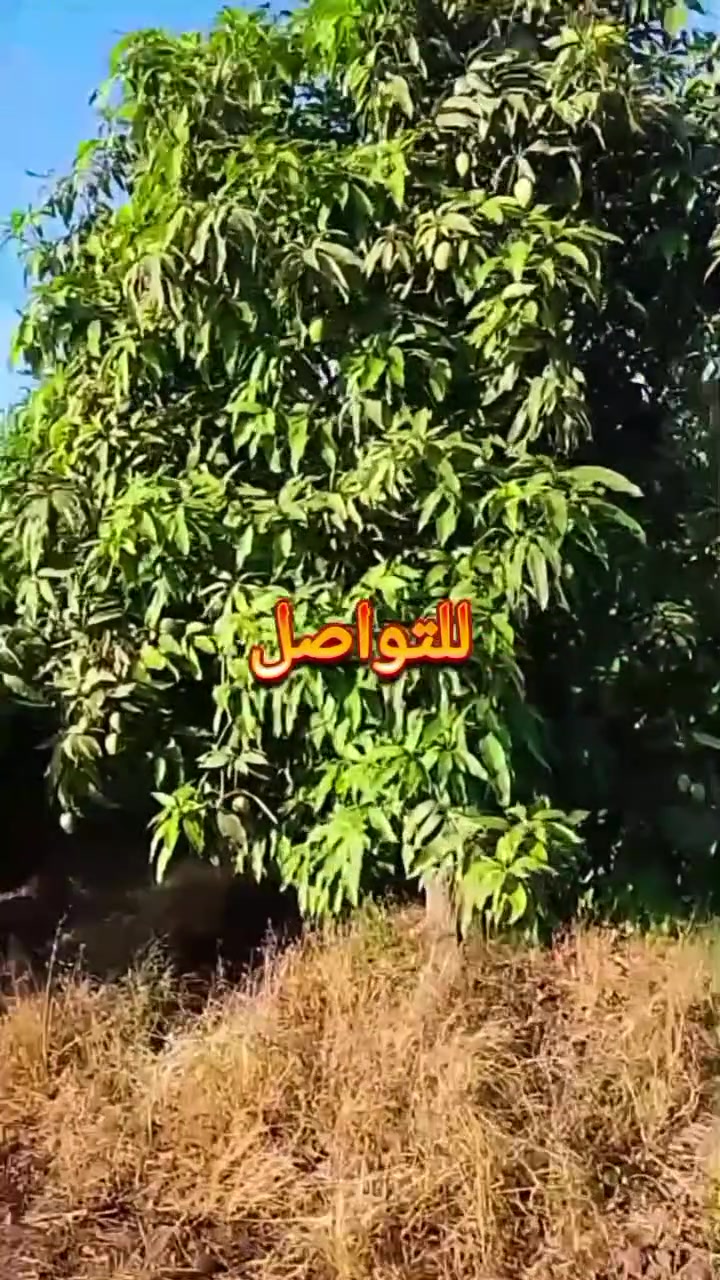 #للتواصل01065573727
9فدادين منجا +منزل صبه للبيع بالاسماعيليه☘️☘️
يوجد بفضل الله♥️♥️ بالاسماعيليه9فدادين منجا🥭🥭 ملك عقد اخضر كارت فلاح وحيازه رى نيلى🏞️🏞️ ويوجد عليها منزل صبه 🏠🏠متاح به كهرباء 🔌🔌ومياه للشرب 🏞️بجوار قريه سكنيه بها كل الخدمات 👍
للتواصل☎️01065573727  ا/رضاالهرش للتسويق العقارى
 #اراضى #عقارات #الاسماعيليه #للبيع إشارة الأصدقاء


**إذا كنت صاحب هذا الإعلان وتريد حذفه لأي سبب، رجاءا أرسل رسالة إلى الدعم الفني**