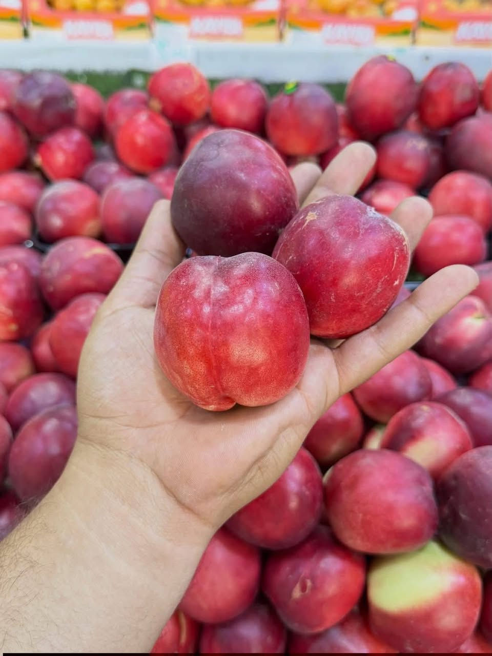على بركة لله يتوفر لدينا جميع انواع فواكه وخضار وبسعار مناسبه  
طماطه 500
بتيته 750 
بصل 750
خيار 750
بيتنجان 750
شجر 1000
فلفل1500
لهانه 1000
فلفل حار1500
بانيه بتره 2500
لوبيا 2000
بروكلي 3000
باقلاء مفلسه 2500
طماطه كرزيه 1000
فطر 1000
تفاح اصفر والاحمر 1500
برتقال مصري 1500
برتقال عراقي 2000
لالنكي1500
تفاح اخضر 2500
كرز 5000
ليمون 2500
ليمون عراقي 4000
الو اصفر والاحمر 1500
الخوخ بلكل انواعه2000
ركي كيلو 750
بطيخ 🍈 750
ثوم عراقي 4000
يوجد لدينا توصيل 
‏‪***********‬‏ يوجد واتساب  اي حاجه متعجبك لاتستلمه من ابو توصيل  مسواك درجه اولى
