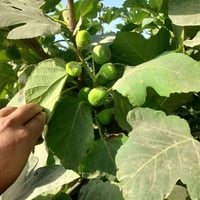 بابل الهاشميه • دونم سند ٢٥ • بستان نخيل وتين