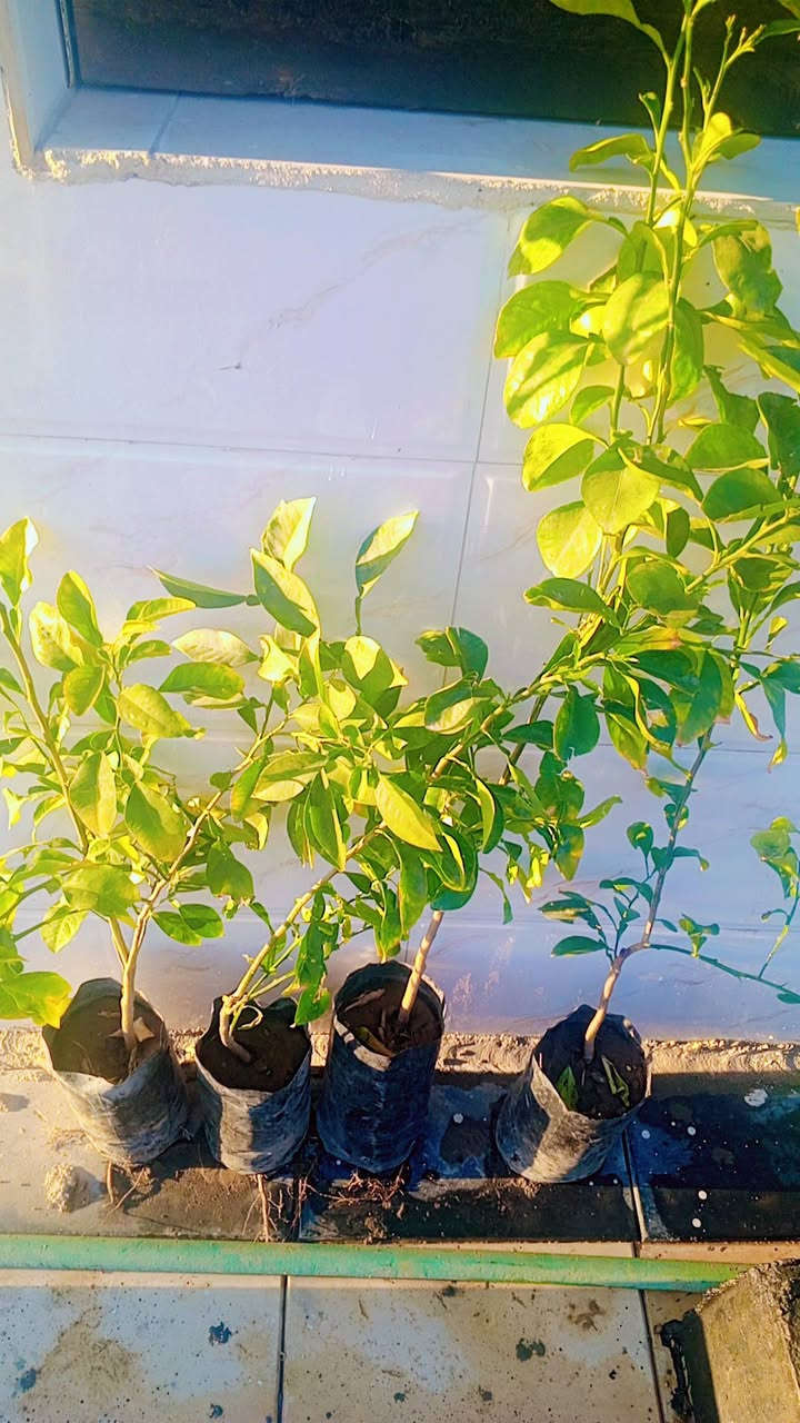 مشتل المدينة انسب الأسعار توصيل داخل النعمانيه مجاني العنوان طريق المثلث قرب اسواق طريق الجنه ***********
