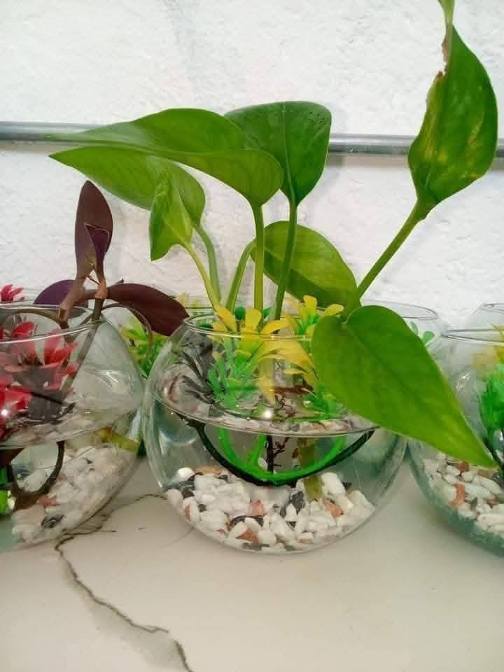 ‎دورق زجاج مع نبات اللبلاب ضلي دائمي متسلق
السعر 2 ب5000
توجد خدمة توصيل بالف‎ عمارة, ميسان


**إذا كنت صاحب هذا الإعلان وتريد حذفه لأي سبب، رجاءا أرسل رسالة إلى الدعم الفني**